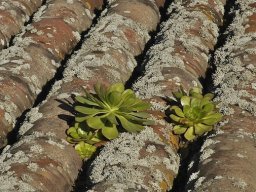 Tenerife2002-2003-026